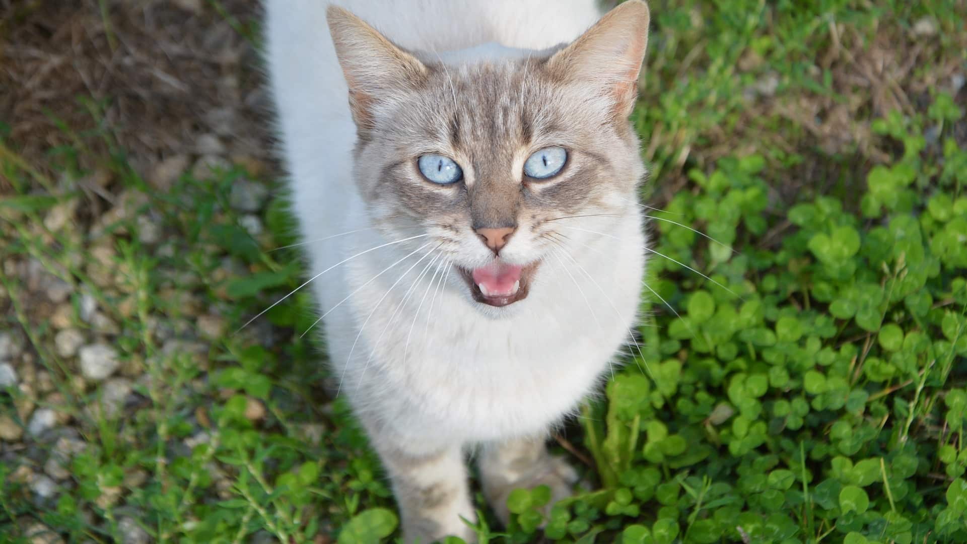 Мяуканье котят слушать в хорошем. Мяуканье кошки. Котенок мяукает. Кошка мяукает звук. Мяуканье кошки звук.