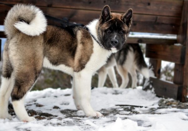 chien Akita Américain