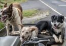 chiens de taille moyenne