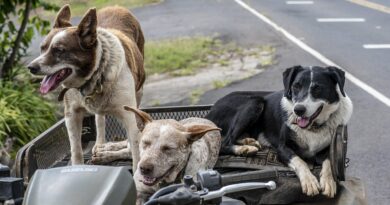 chiens de taille moyenne