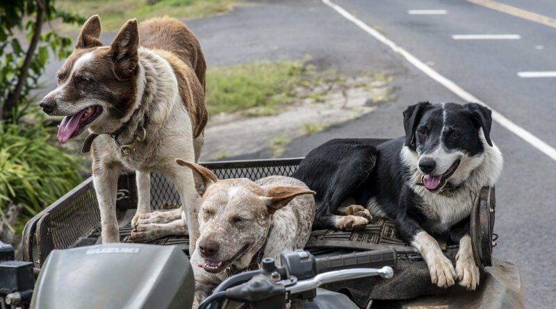 chiens de taille moyenne