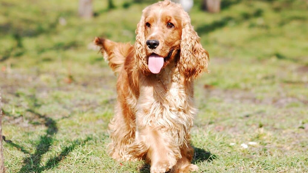 cocker spaniel