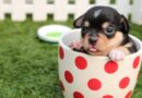 comment éduquer son chiot