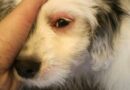 conjonctivite chien