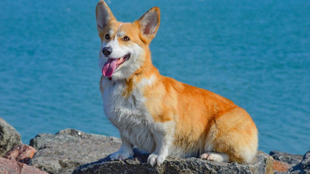 Welsh Corgi