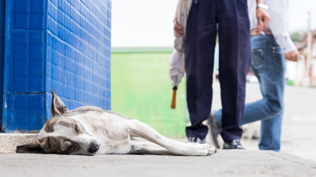 diagnostiquer un cas d'empoisonnement chien