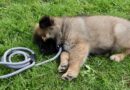 empoisonnement chien