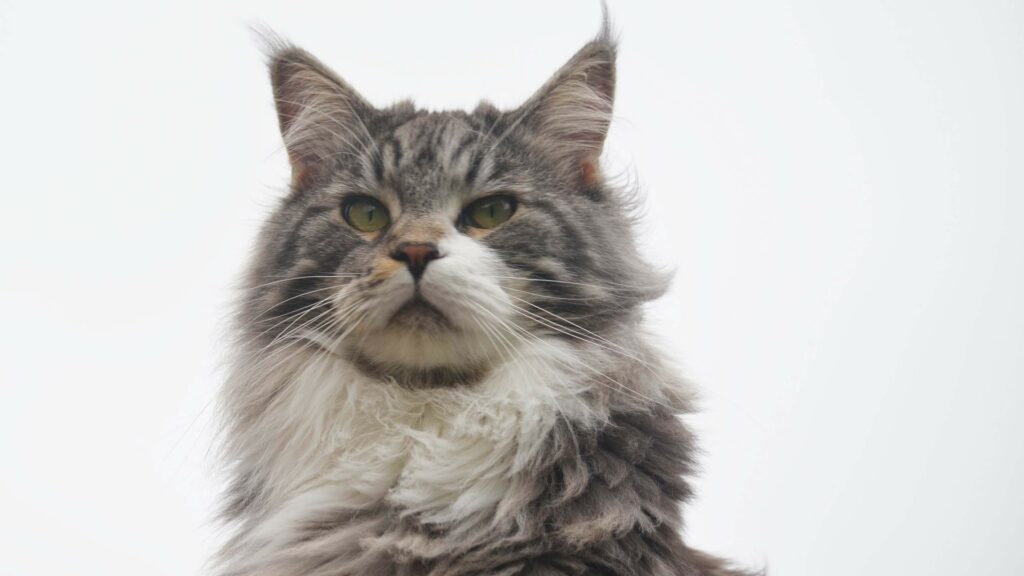 maine coon