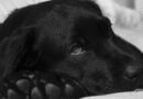 maladie d'addison chez le chien
