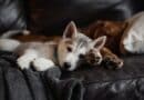10 conseils pour prendre soin de la santé d’un chien