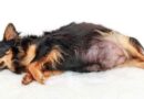 mise bas chienne