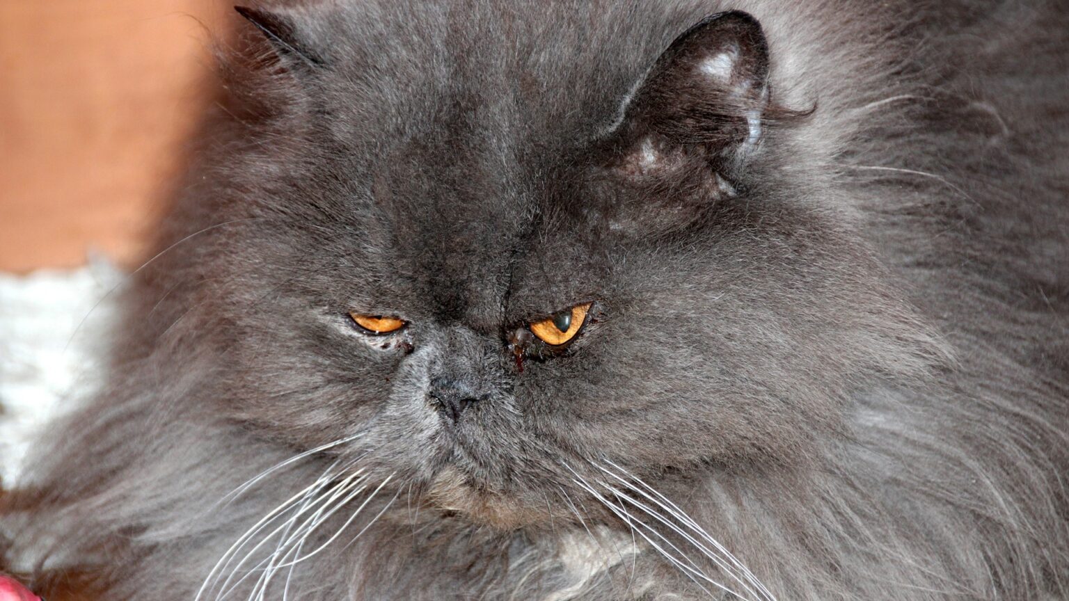 Mon chat a un œil qui coule description, symptômes, causes et traitement