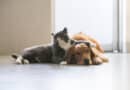Chiens, chats : comment bien les nourrir ?