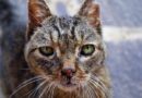 œil qui coule chez le chat