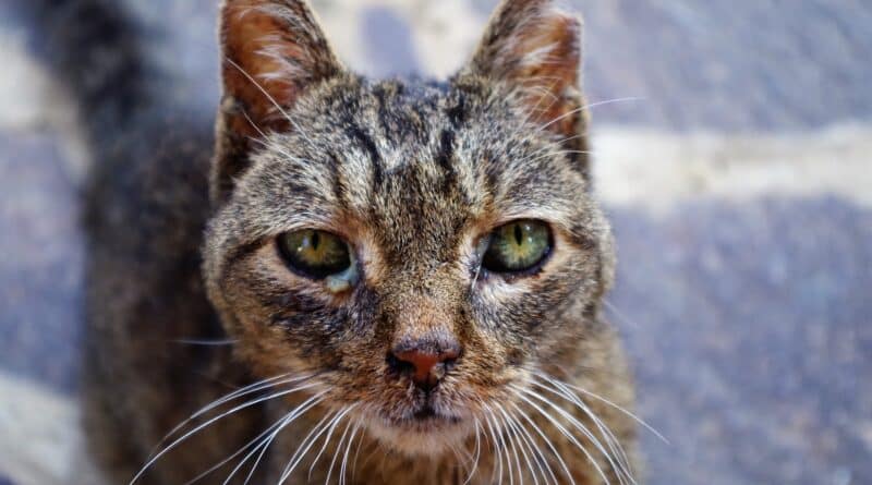 œil qui coule chez le chat