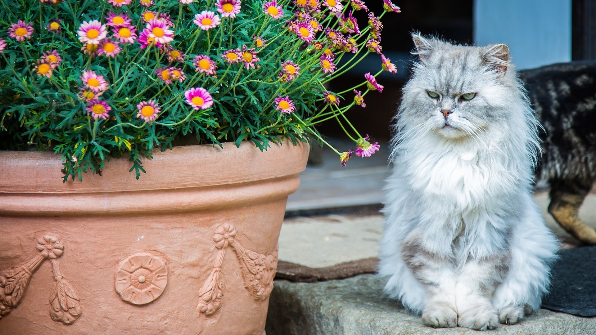 Chat Qui Ressemble à Un Lion Chat lion : ces races de chat qui ressemblent à des lions