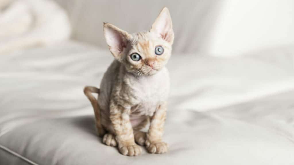 petit chat Devon rex