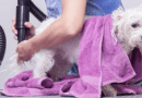 pulseur pour chien