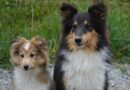 saillie chez la chienne