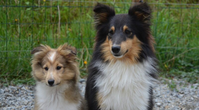 saillie chez la chienne