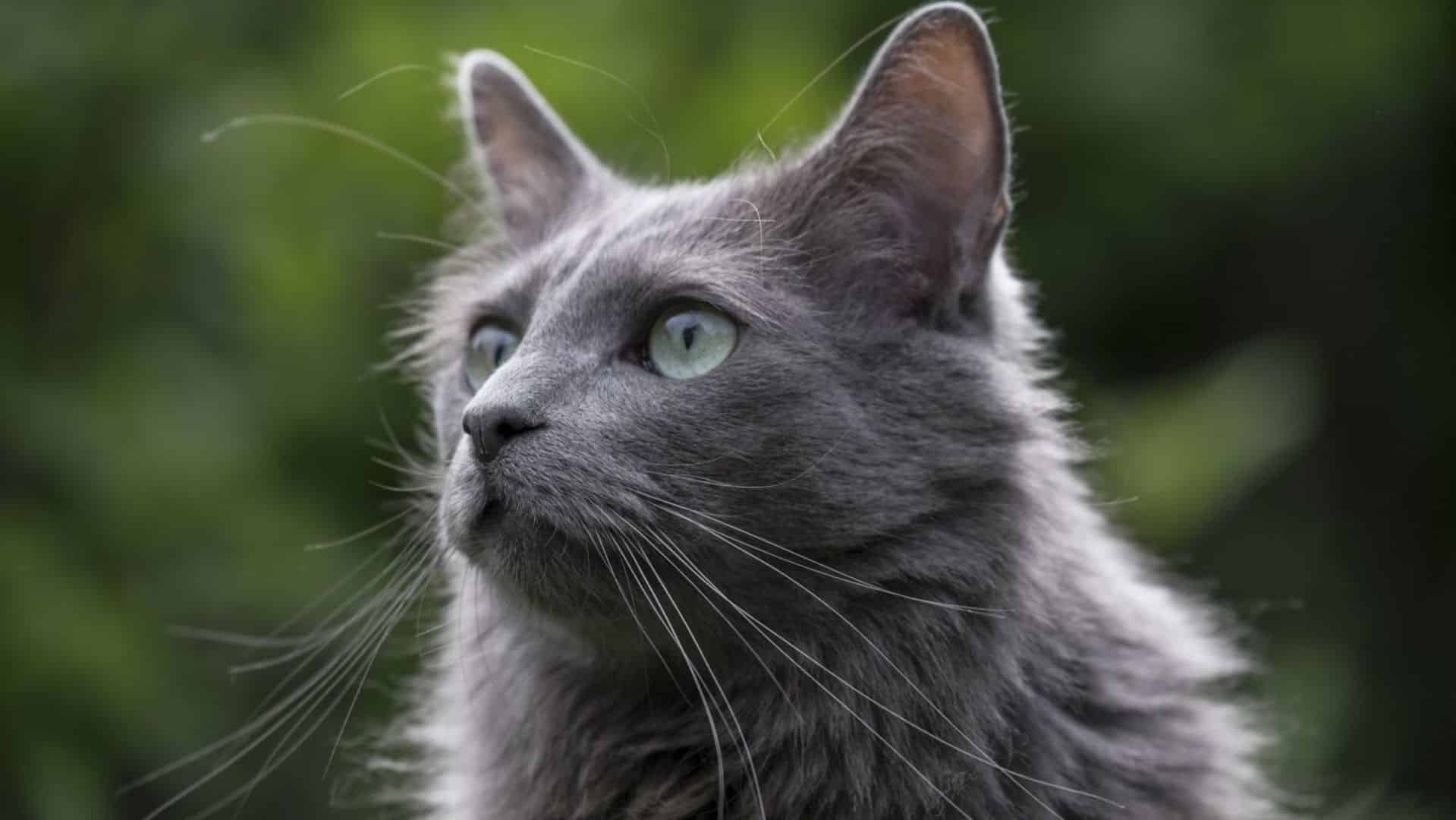 santé Nebelung