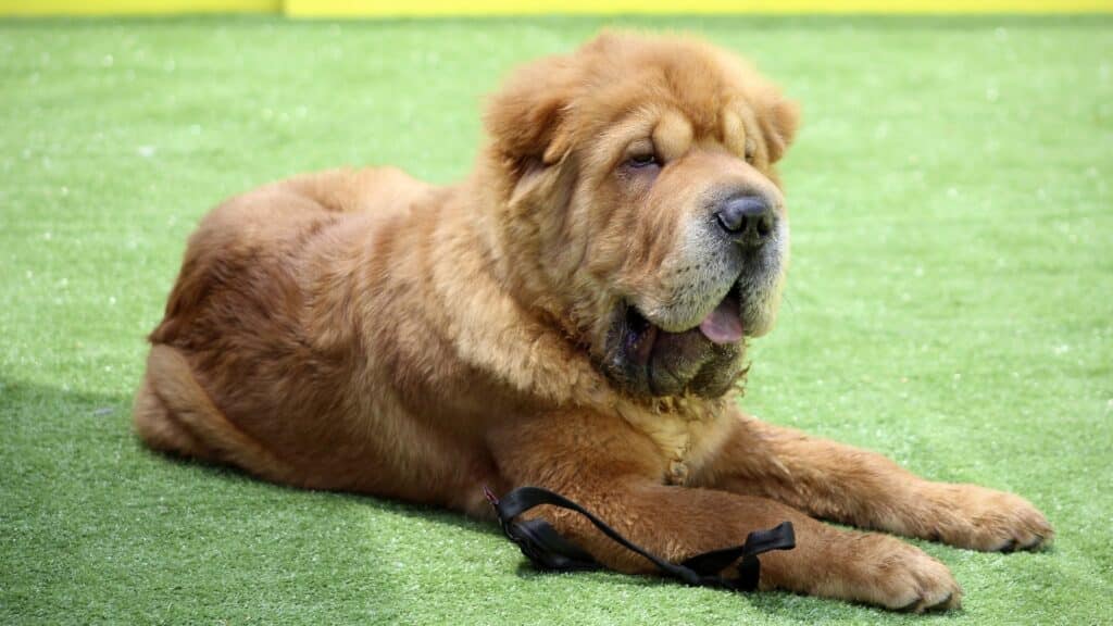 Shar pei