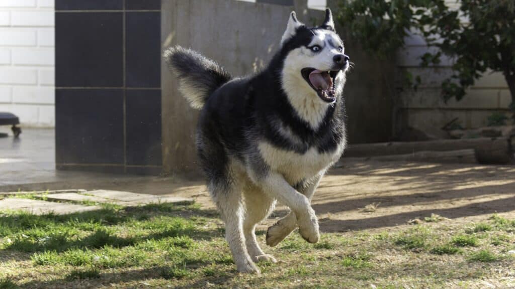 Husky Sibérien