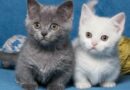 top des races de petit chat