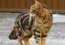retrouver un chat perdu