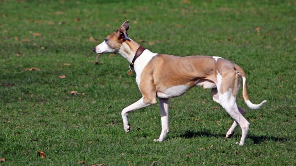 Whippet