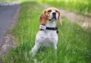 Weenect Dogs 2 Avis – Le plus petit collier GPS pour chien au monde