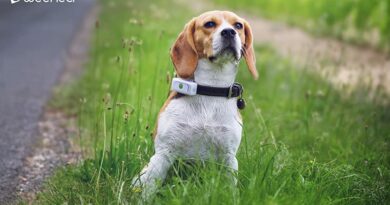 Weenect Dogs 2 Avis – Le plus petit collier GPS pour chien au monde