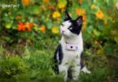 Weenect Cats 2 Avis – Le plus petit collier GPS pour chat au monde