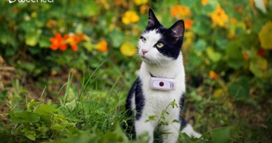 Weenect Cats 2 Avis – Le plus petit collier GPS pour chat au monde