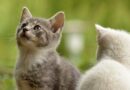 Comment adopter un chat ?