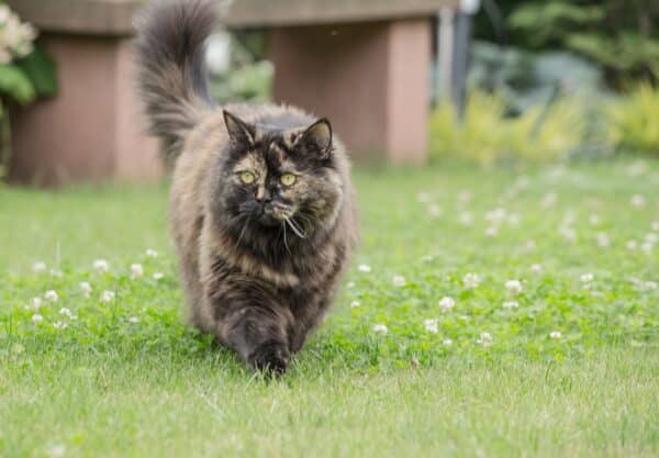 British longhair