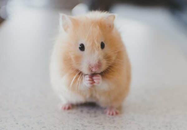 adopter hamster