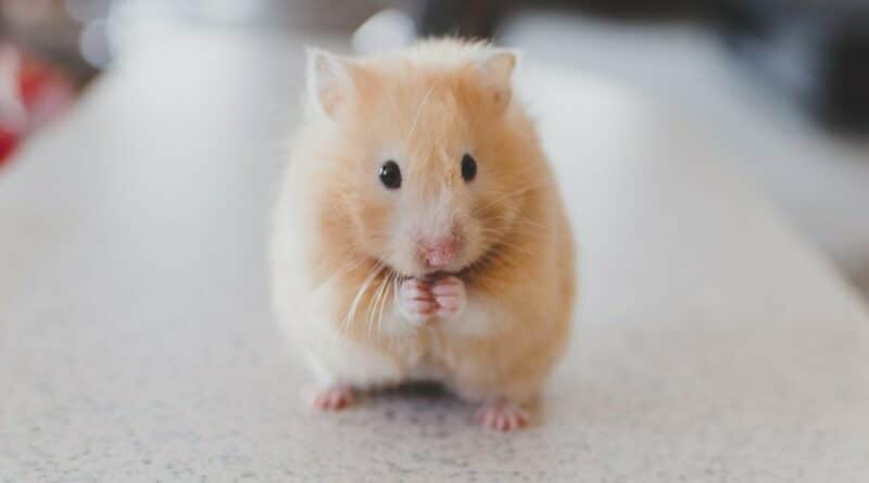 adopter hamster