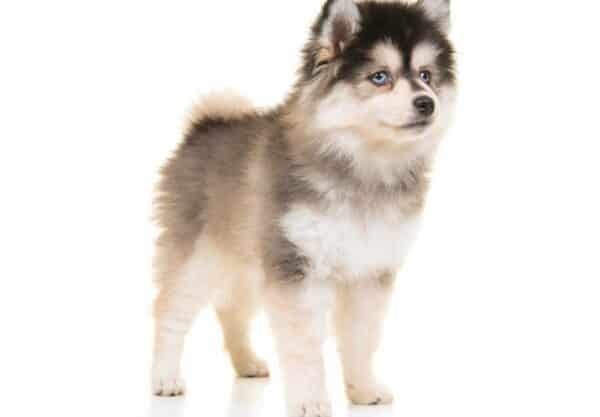 adopter pomsky