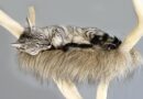 arbre à chat