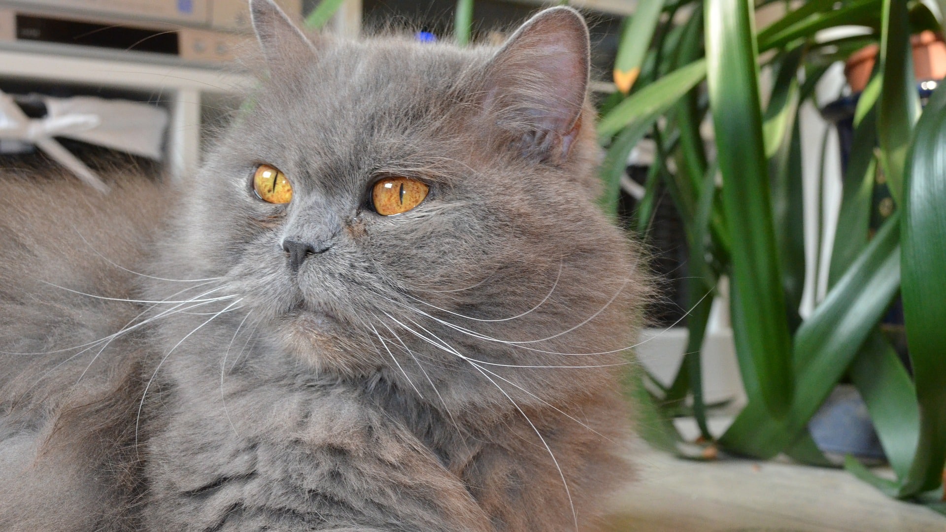 caractère British longhair