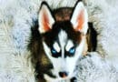 nouvelles races de chien pomsky
