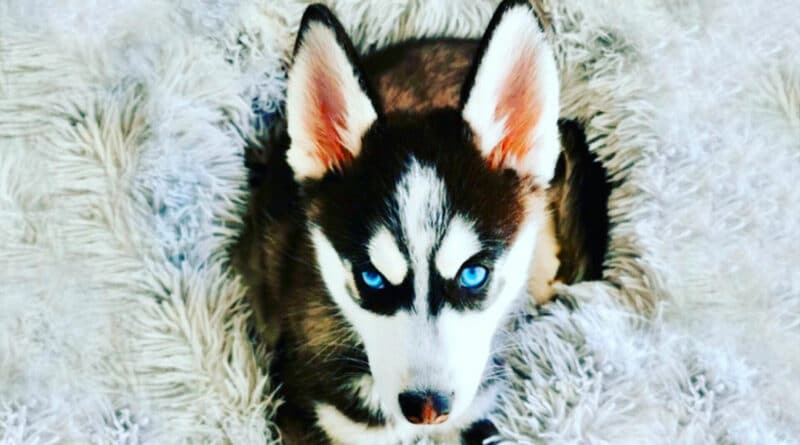 nouvelles races de chien pomsky