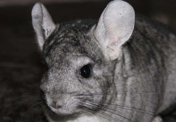 chinchilla