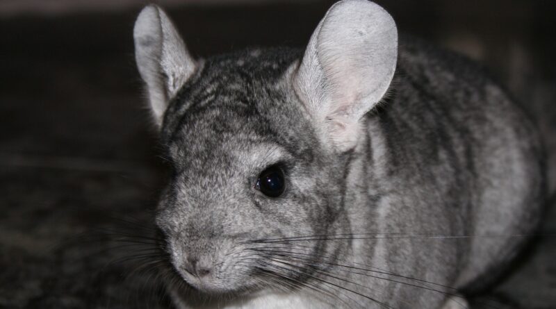 chinchilla