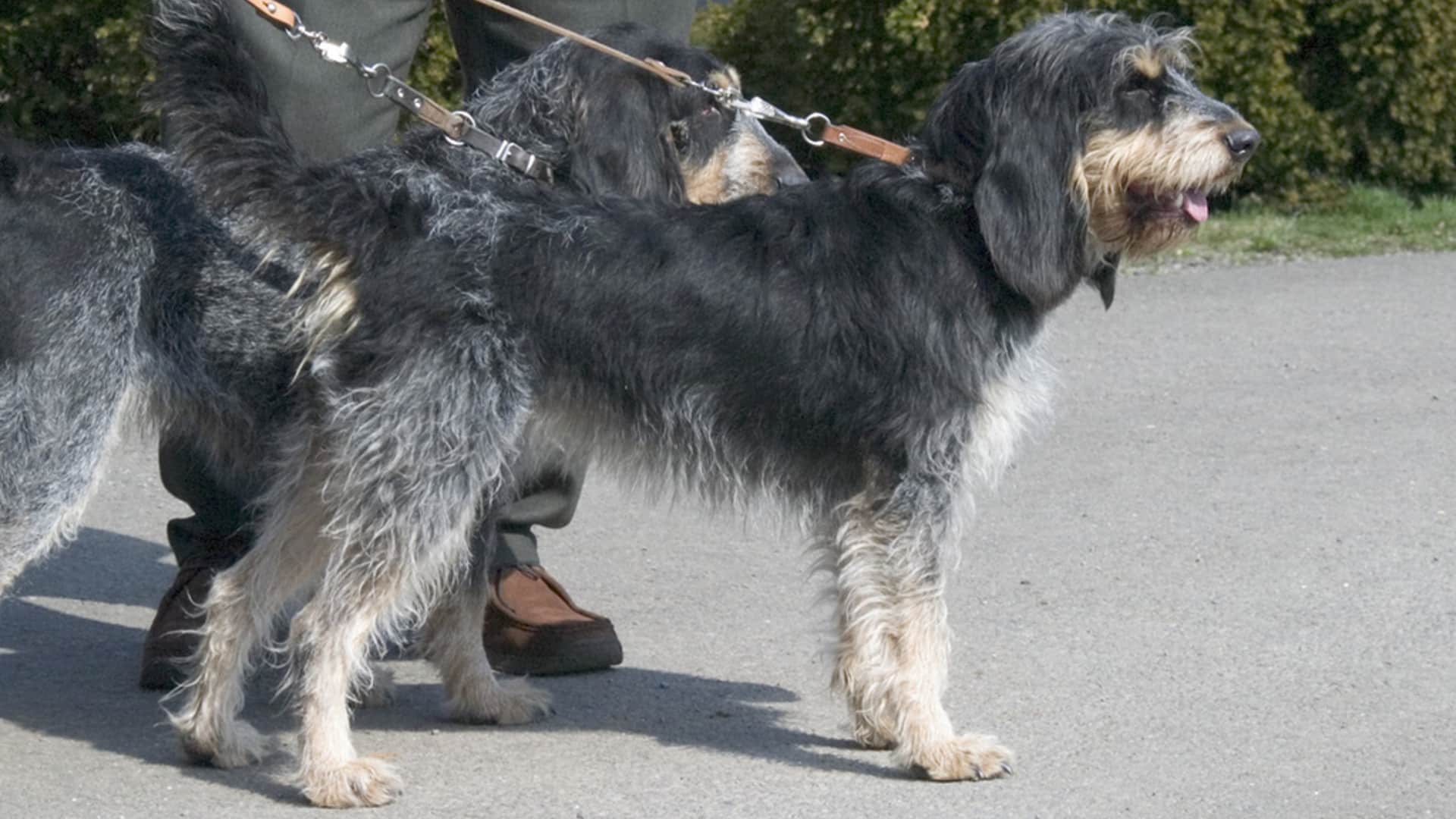 chien Griffon bleu de Gascogne