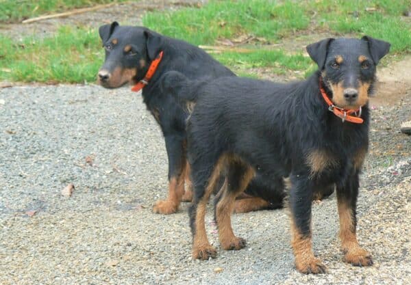 chien Jagd terrier