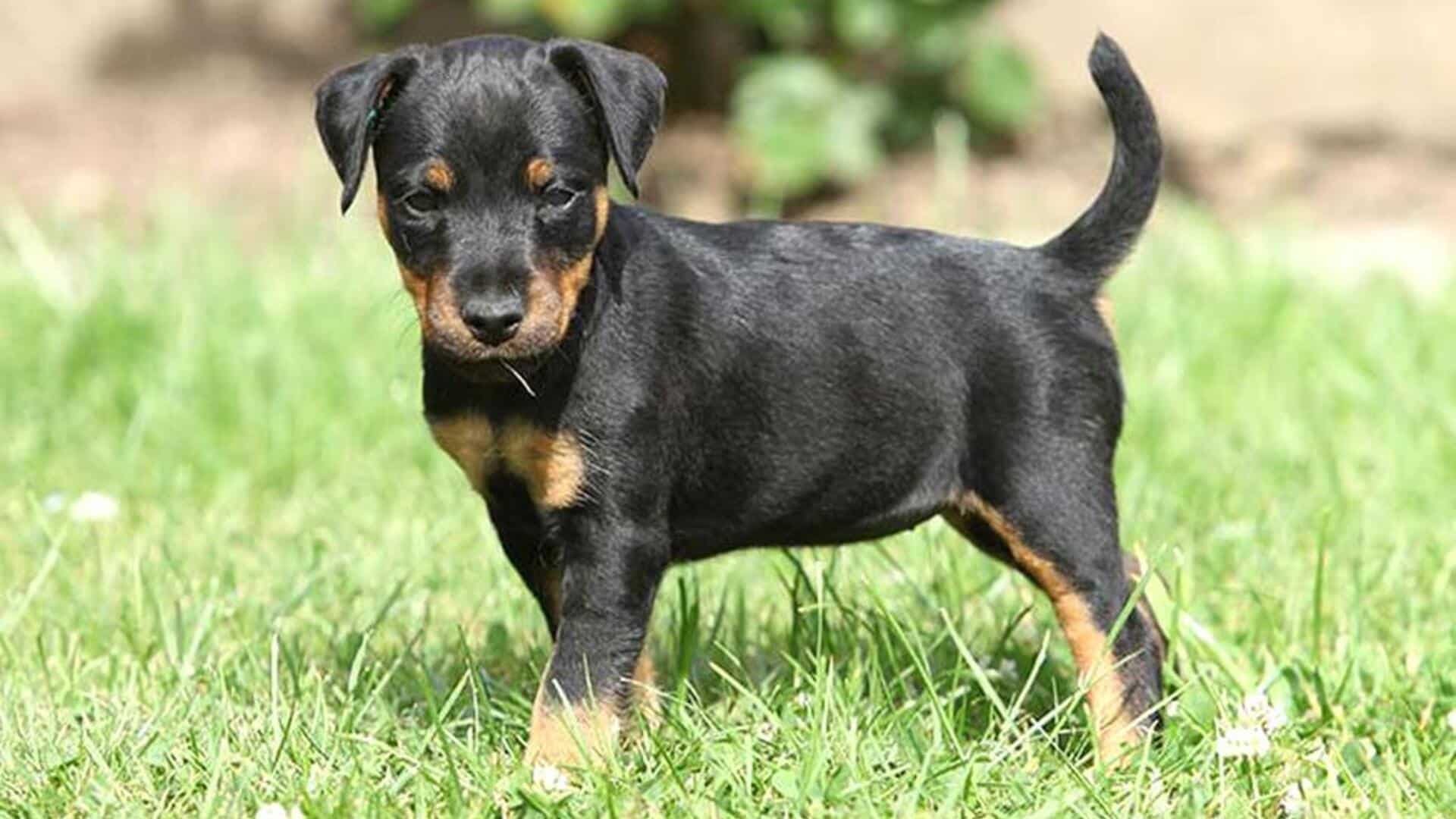 chiot Jagd terrier