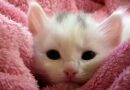 comment adopter un chaton