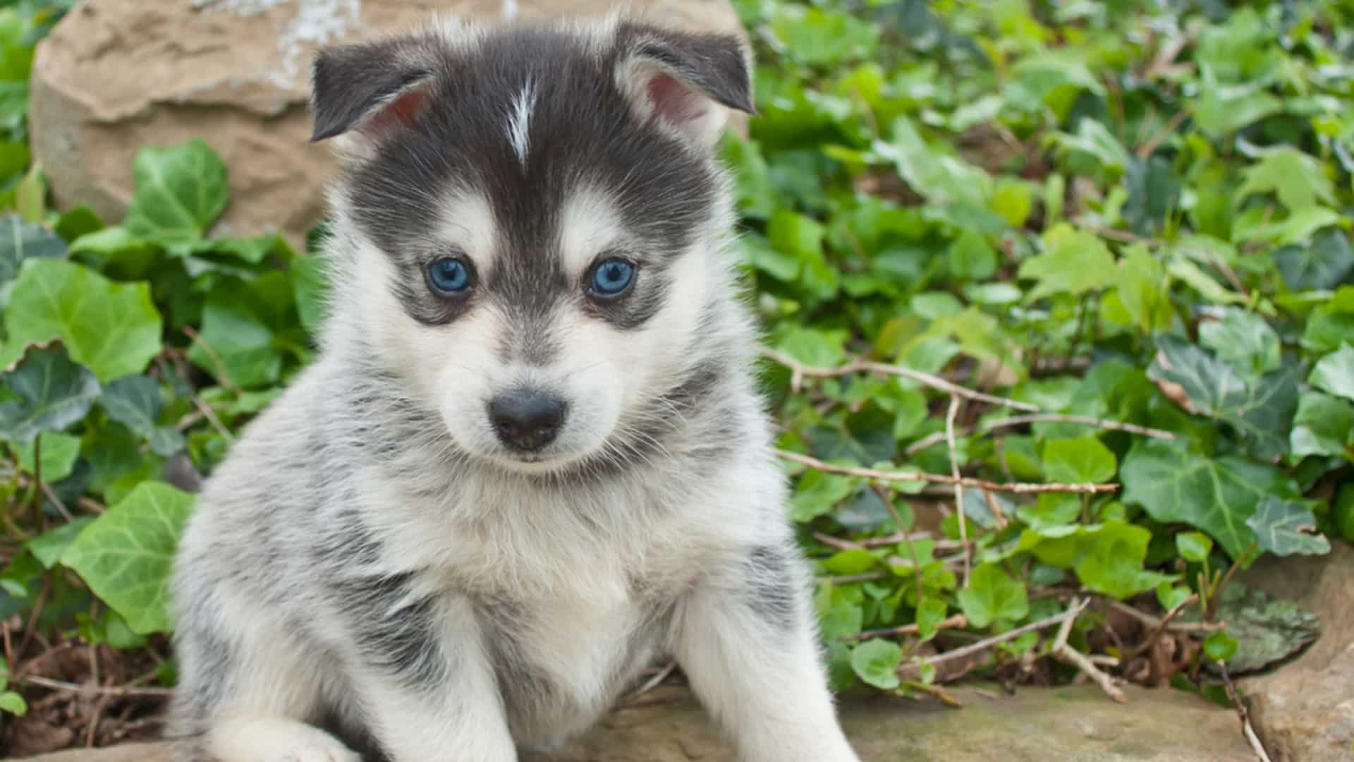 élever un pomsky